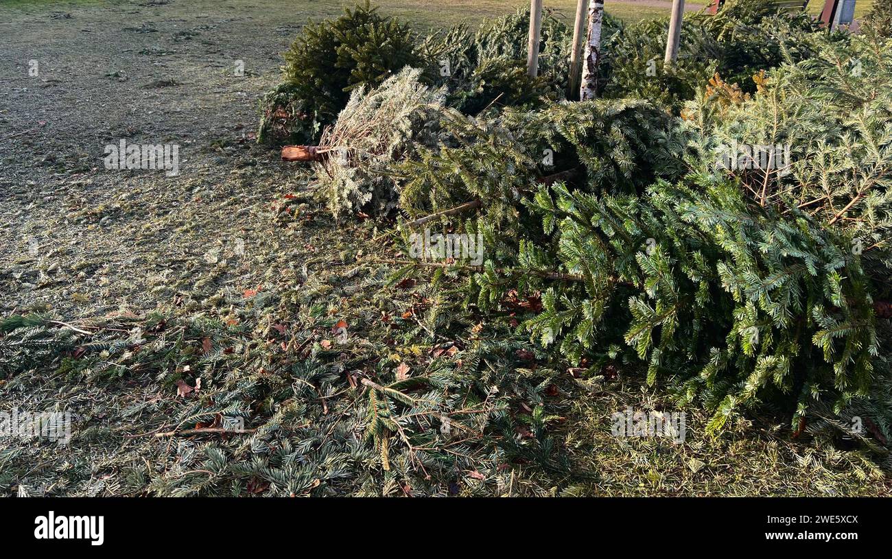 Pile of discarded christmas trees outdoors at the street  Stock Photo