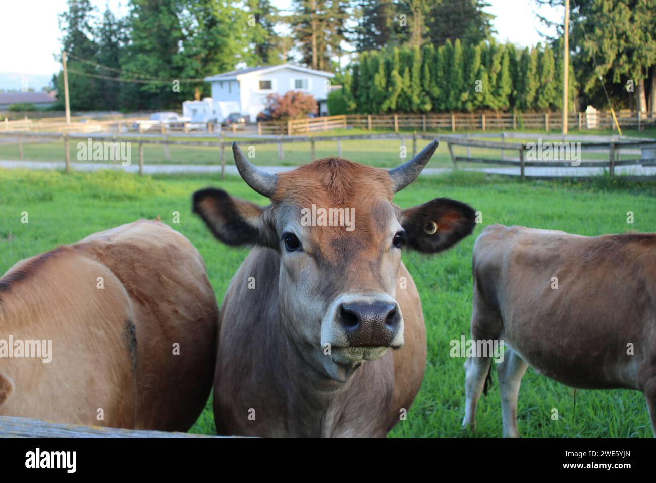 Dairy cows walking around in farm land grass field Stock Photo