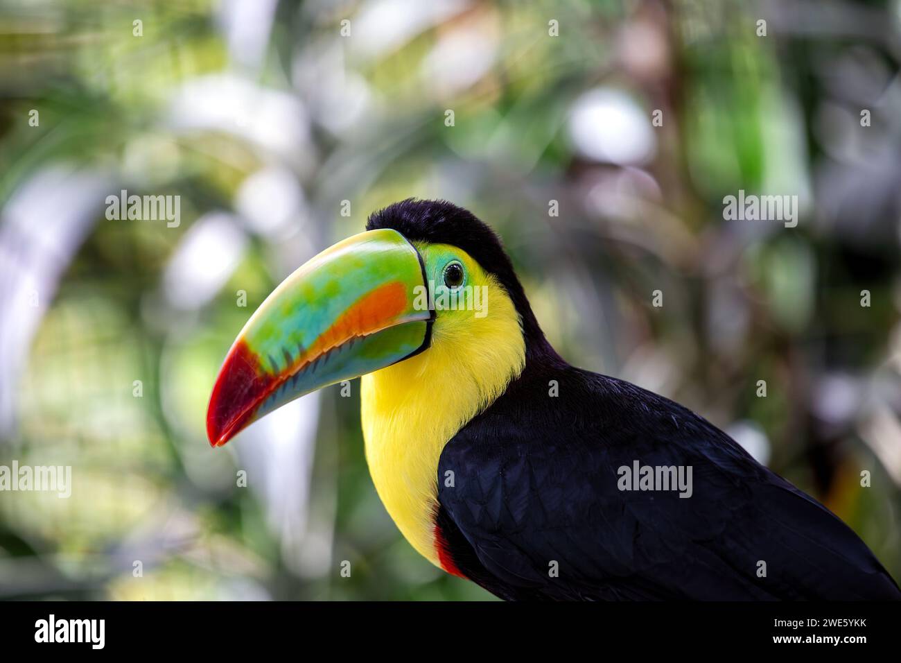 Magnificent Keel-billed Toucan (Ramphastos sulfuratus) perched amid the vibrant landscapes of Southern Mexico. A spectacular encounter with this iconi Stock Photo