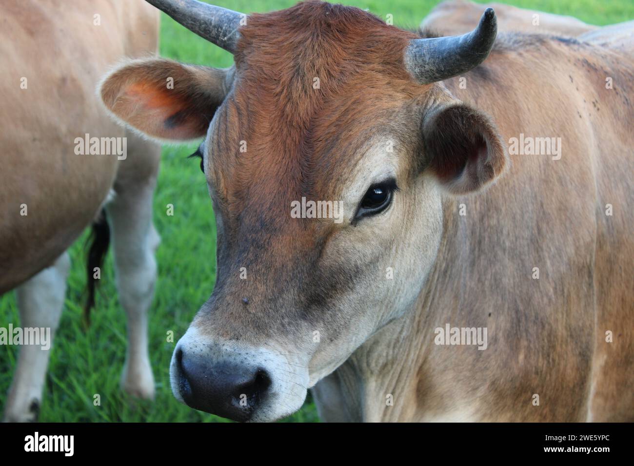 Dairy cows walking around in farm land grass field Stock Photo
