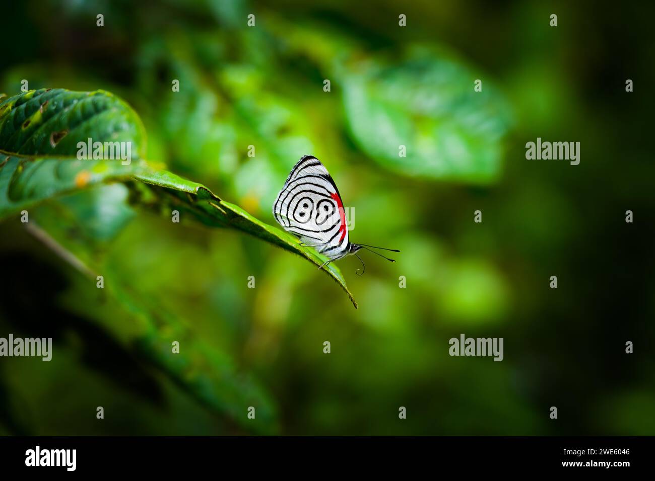 Photo taken of a butterfly named eighty-eight because of its lines on its wings, or DiaethriaClymena, resting on a leaf in the middle of the forest. Stock Photo