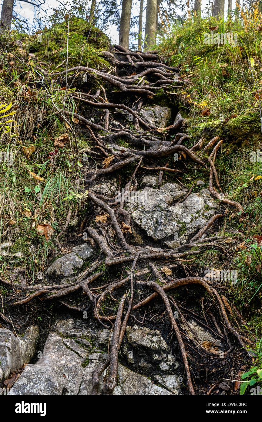 Wall trail nature trail on the stream/river Ramsauer Ache, hiking in ...