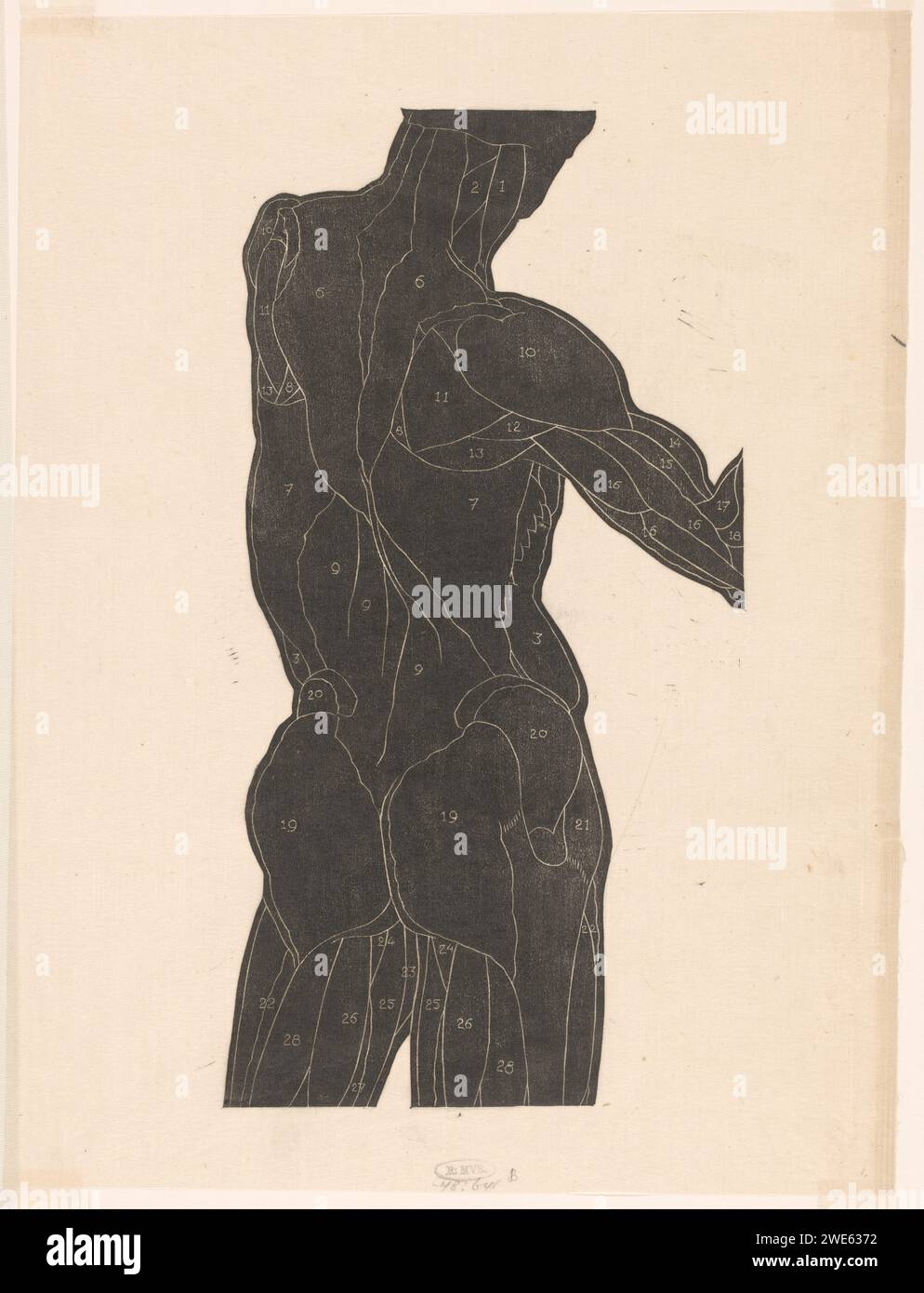 Anatomical study of the back and buttock muscles of a man in Silhouette ...