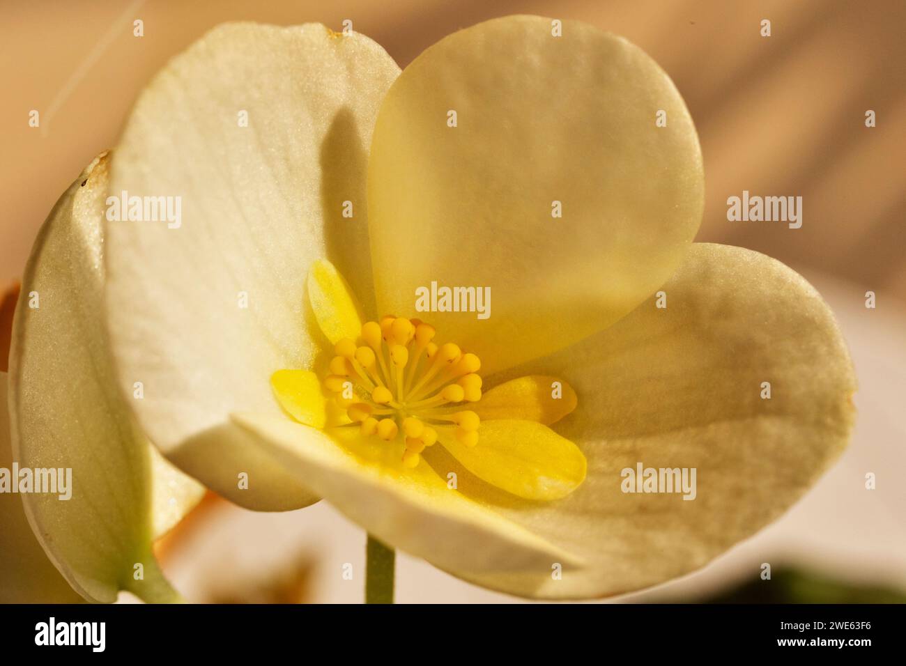 White flower  of  begonia  against colored background , potted plant with white petals Stock Photo