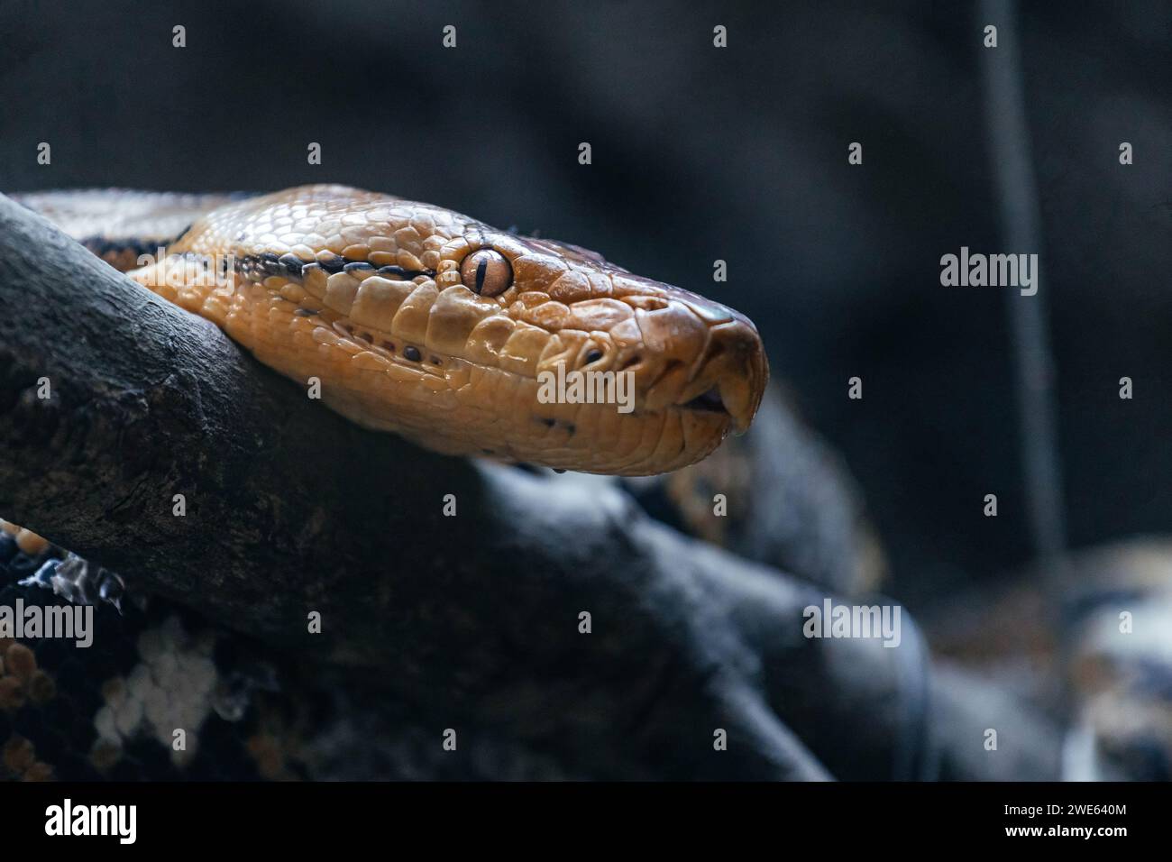 Portrait of a snake lying on a tree branch Stock Photo - Alamy