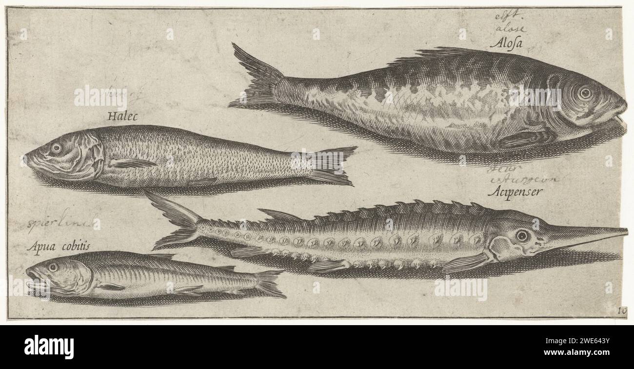 EFTS, Steur, Spiering and a Herring, Pierre Firens, After Adriaen Collaert, 1600 - 1638 print  print maker: Parisafter print by: Antwerppublisher: Paris paper engraving fishes Stock Photo