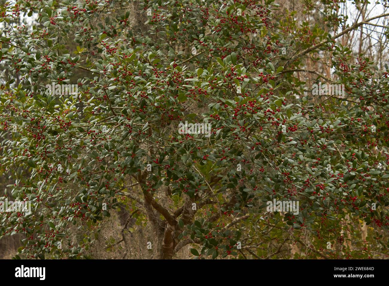 Different types and shapes of green, foliage including Spanish moss