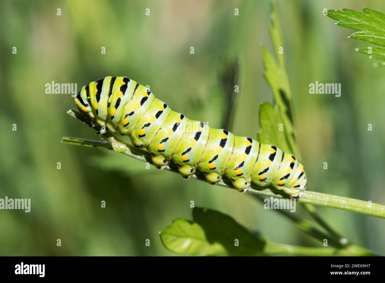 In the Summer morning light a Swallowtail Caterpillar has a home in the Parsley with plenty of cover and food. Stock Photo