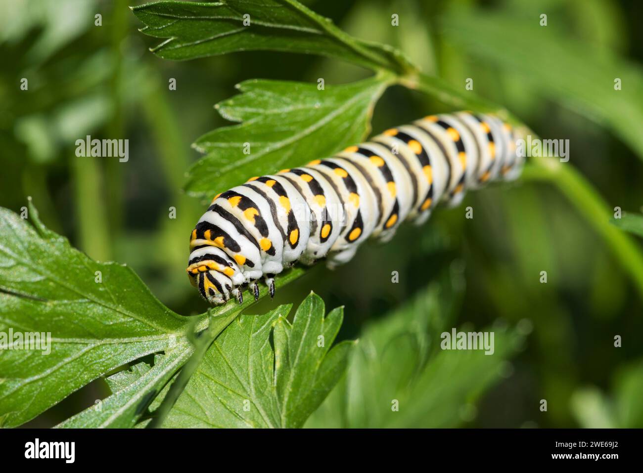 Early stage life cycle of a Swallowtail Caterpillar. A Northern Colorado backyard garden with green Parsley, provides a sheltering place and food. Stock Photo