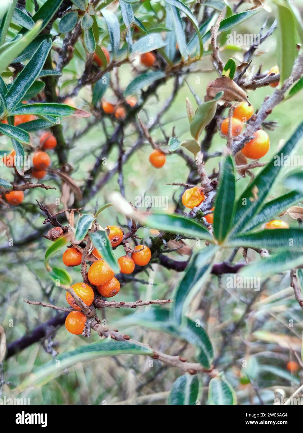 Sea buckthorn berries on the bush Stock Photo