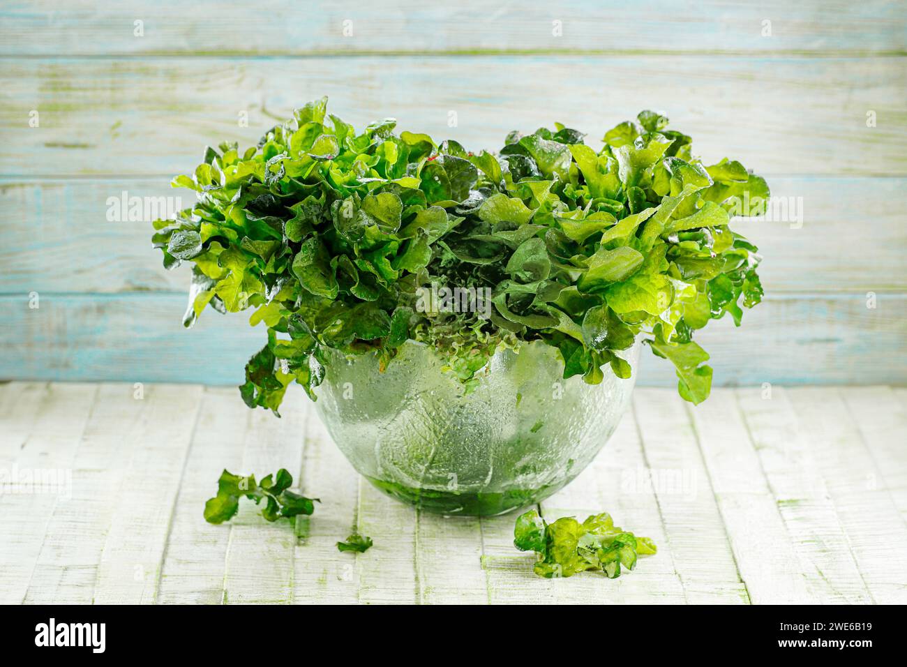 Fresh lettuce in a glass bowl Stock Photo