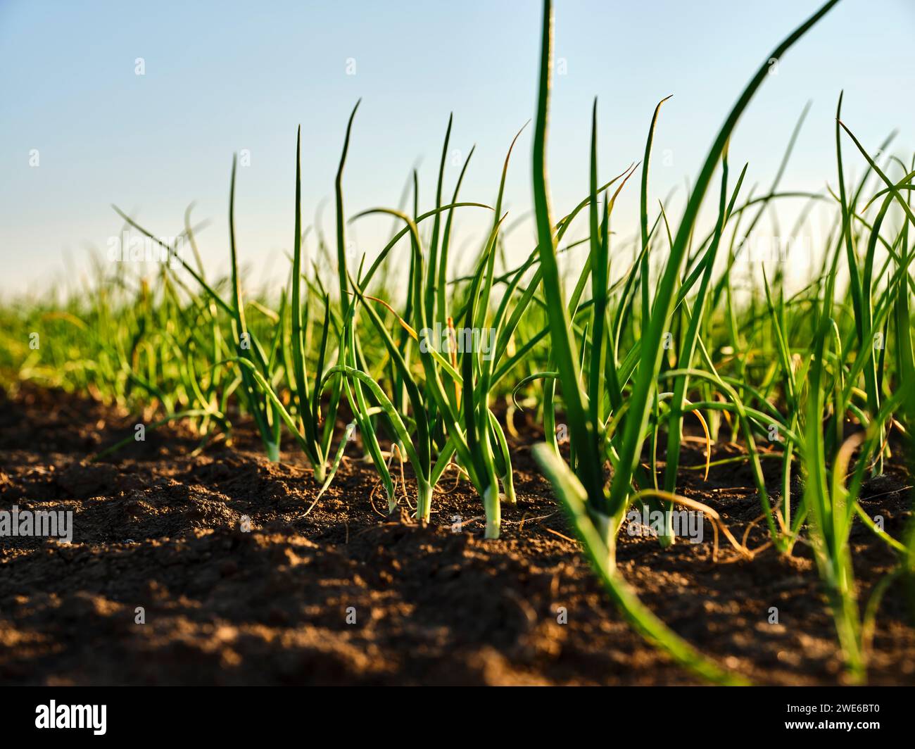 Onion soil hi-res stock photography and images - Alamy