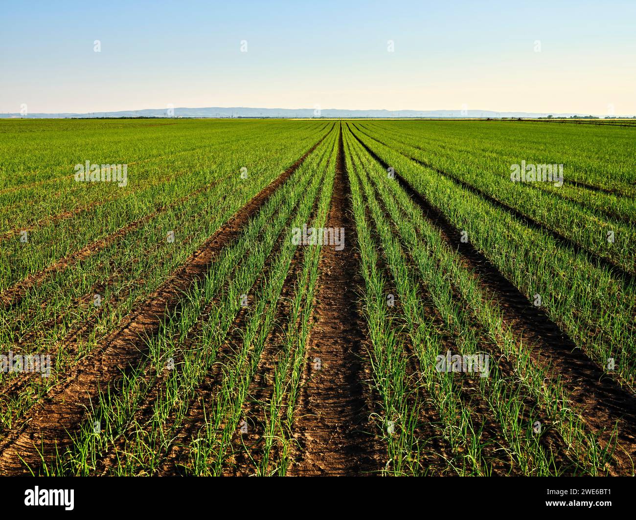 Onion plants hi-res stock photography and images - Alamy