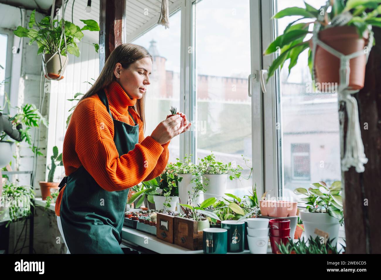 Botanist examining plant in store Stock Photo - Alamy
