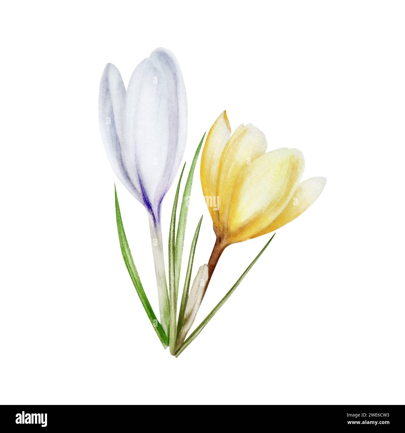 Watercolor composition with yellow and white blooming crocus flower isolated on white background. Spring and easter botanical hand painted saffron ill Stock Photo