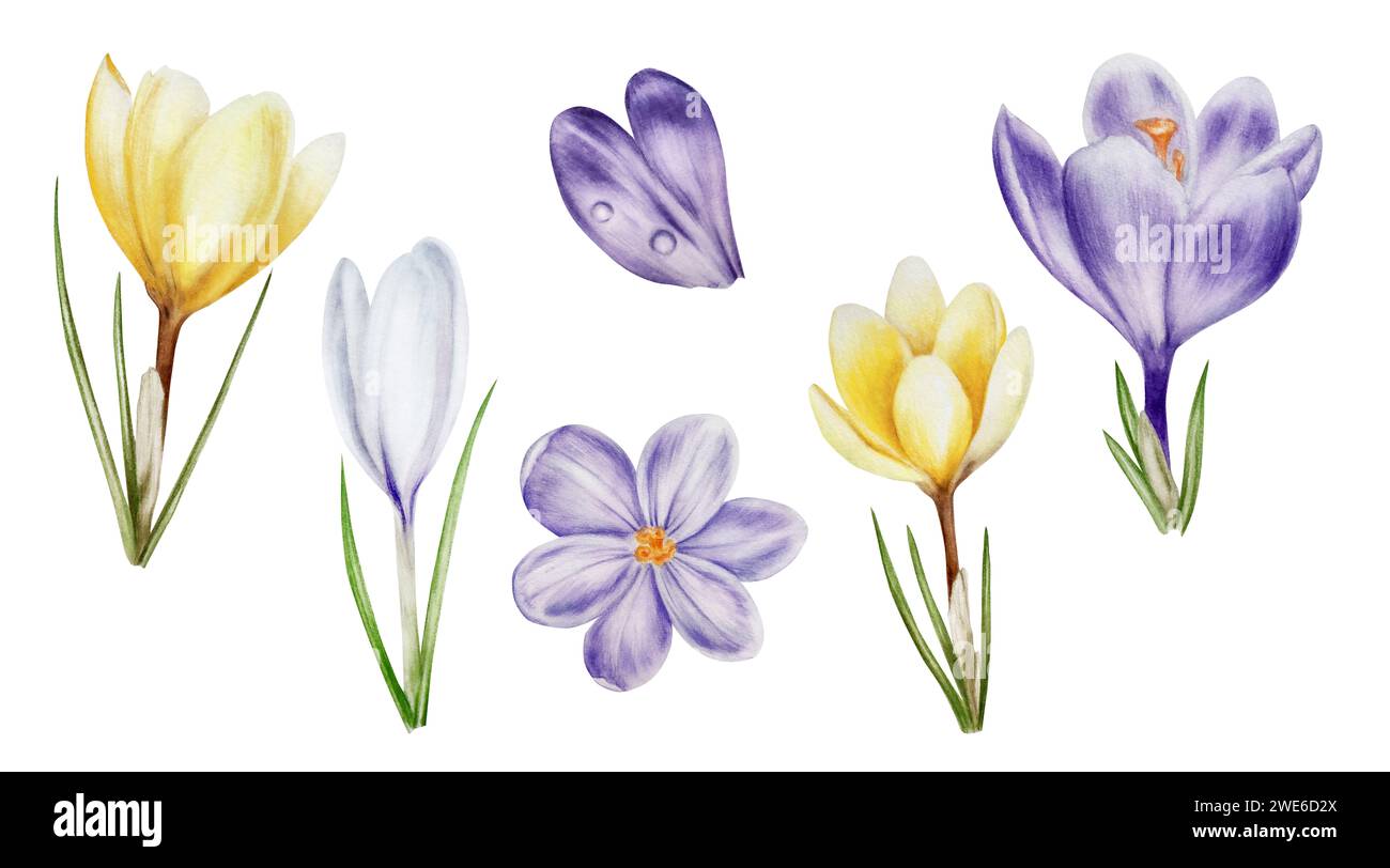 Watercolor set with yellow, purple and white blooming crocus flowers isolated on white background. Spring and easter botanical hand painted saffron il Stock Photo
