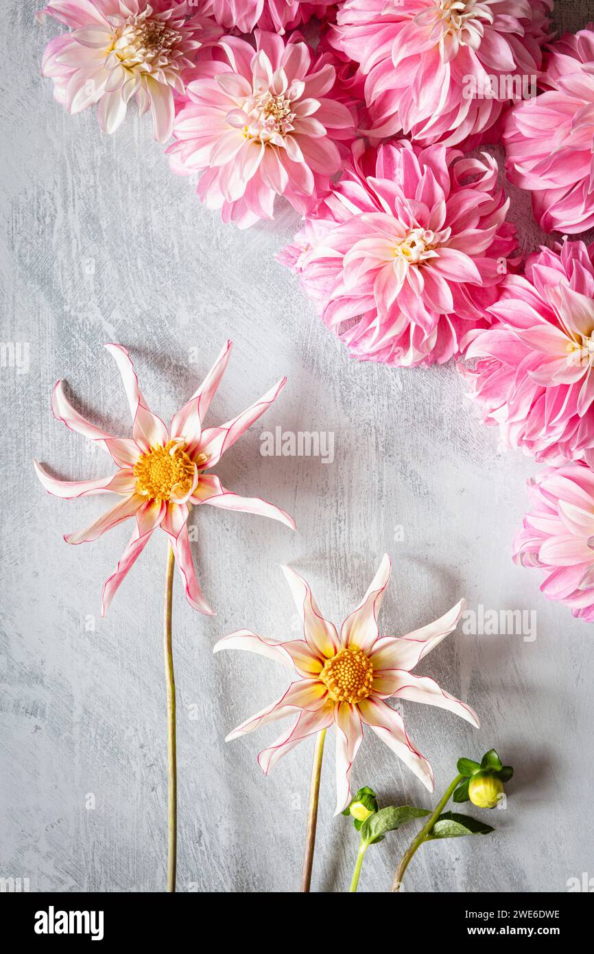 Studio shot of blooming 'Honka Fragile' and 'Verones DF' dahlias Stock Photo