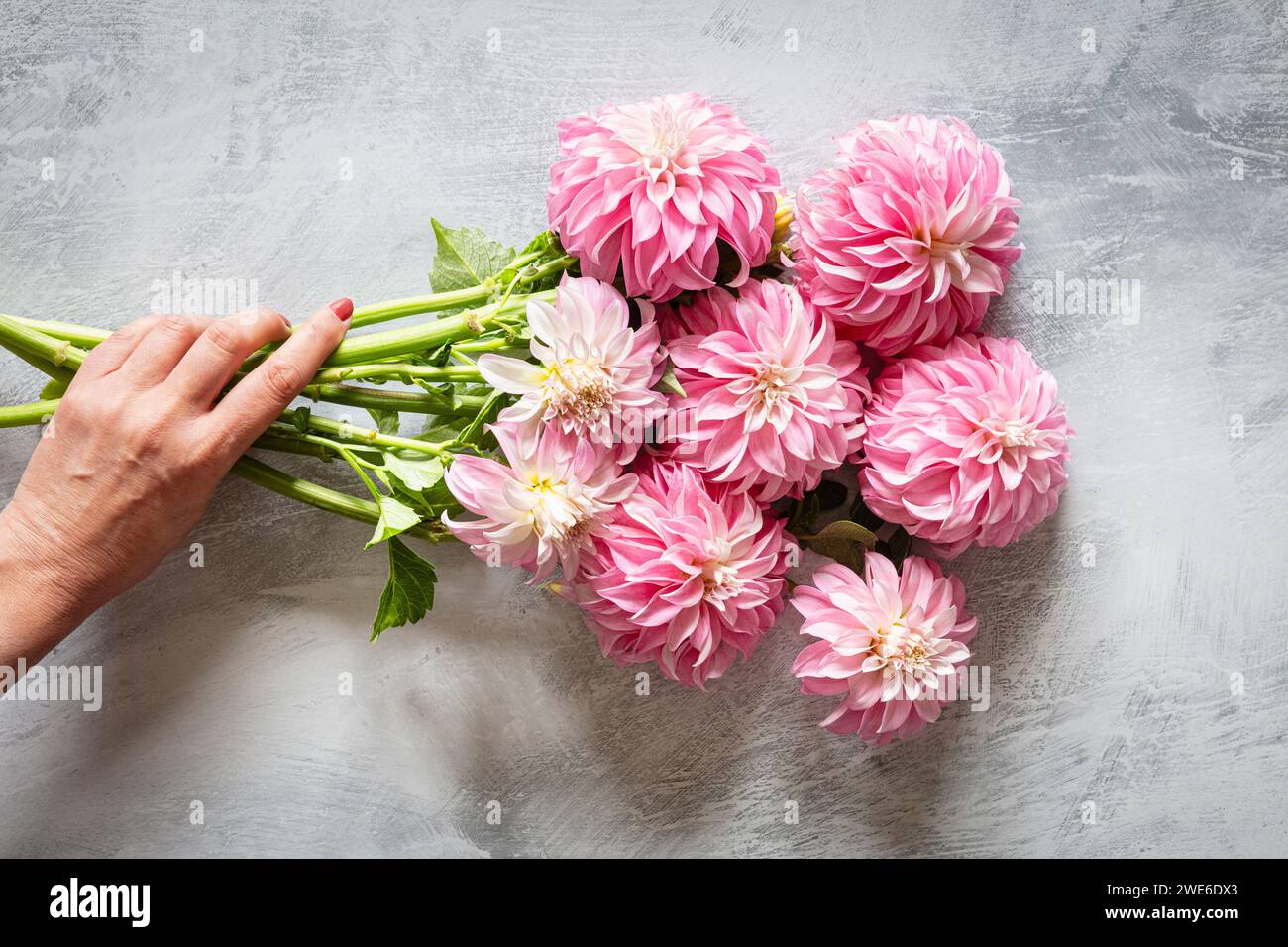 Hand of woman picking up bouquet of pink blooming 'Verones DF' dahlias Stock Photo