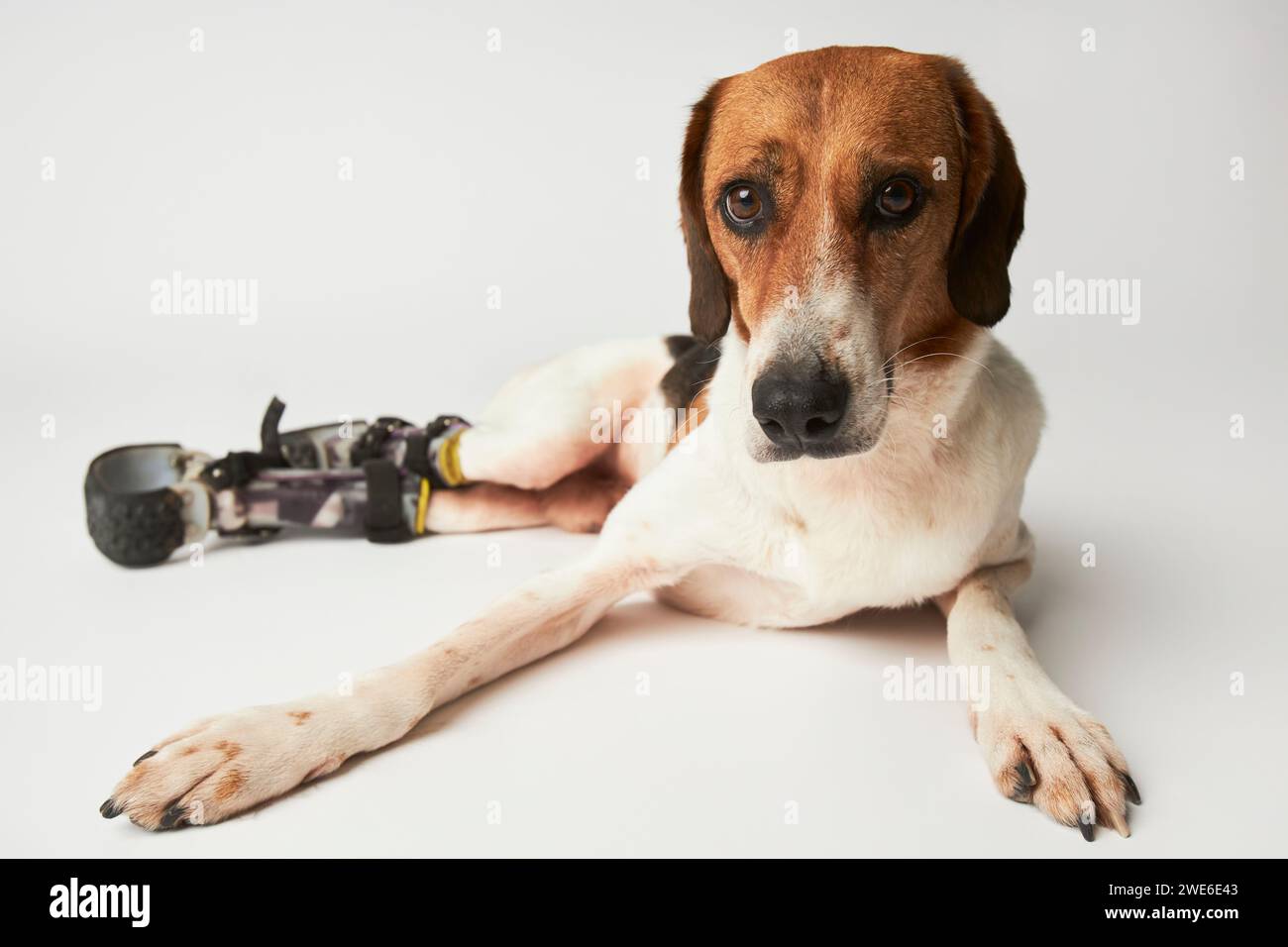 Disabled beagle dog wearing prosthetic equipment against white background Stock Photo