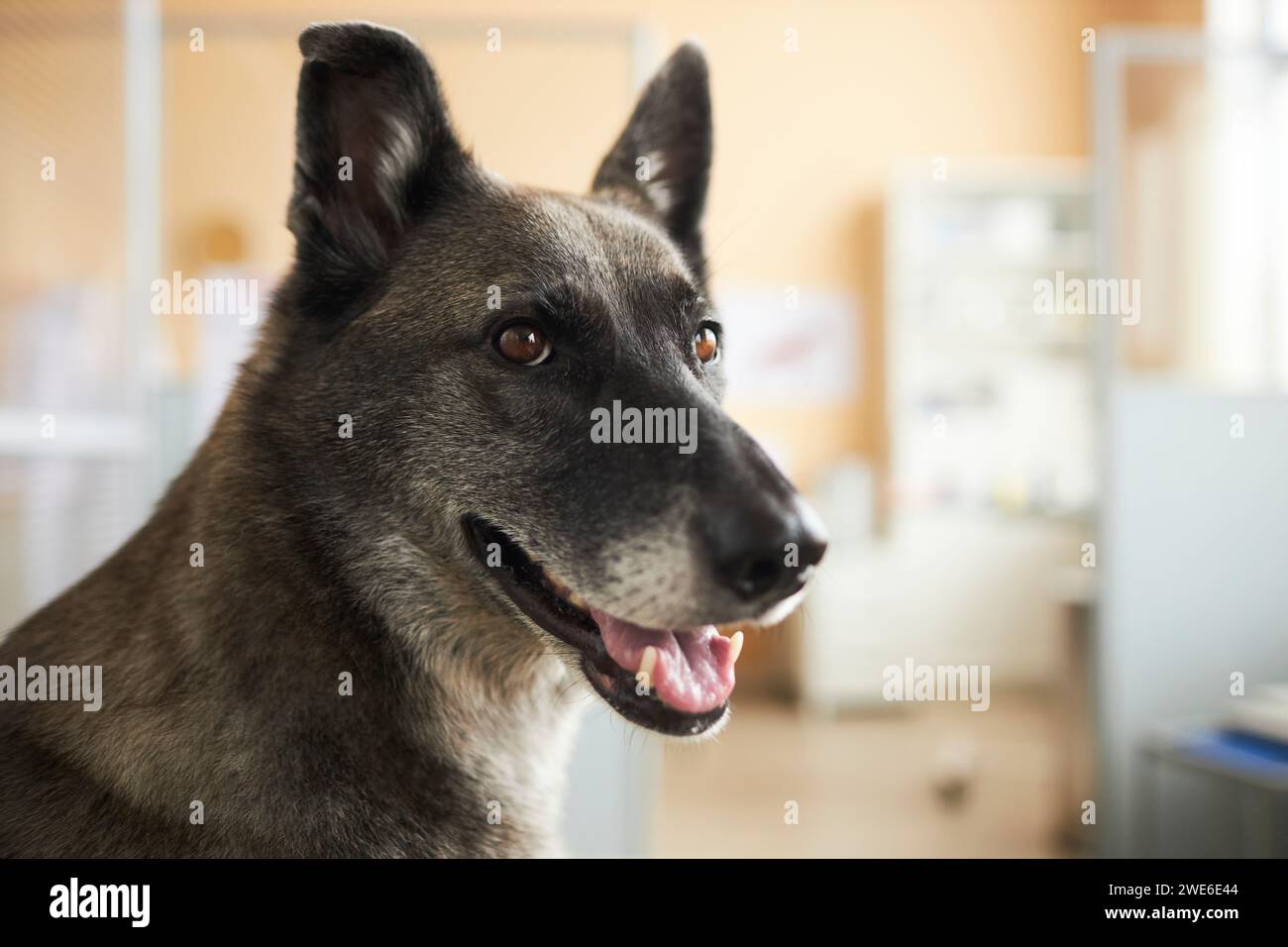 Gray dog with brown eyes in veterinary clinic Stock Photo