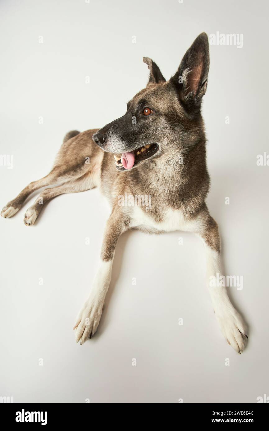 Gray and white dog hi-res stock photography and images - Alamy