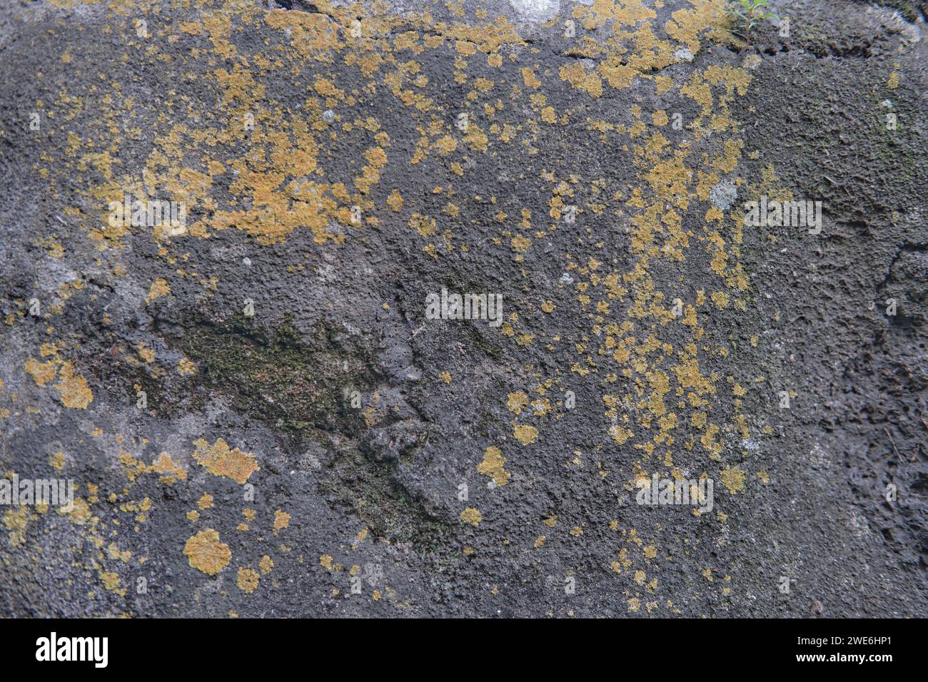 Yellow moss grows on rocks. Yellow fungus cyanobacteria, moss and crustacean lichen on the big stones. Stone surface and texture. Stock Photo