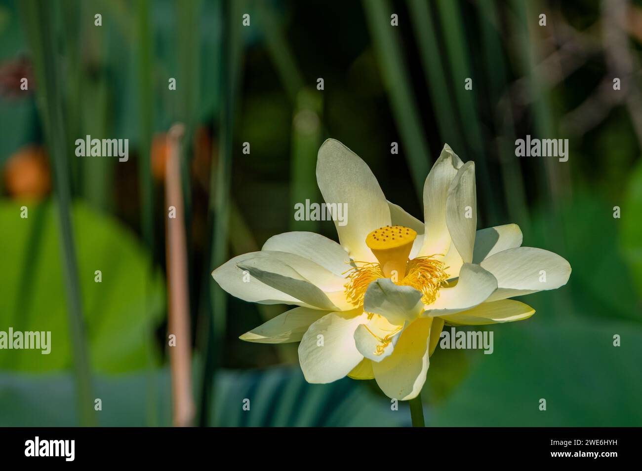 Yellow Water Lilly flower Stock Photo