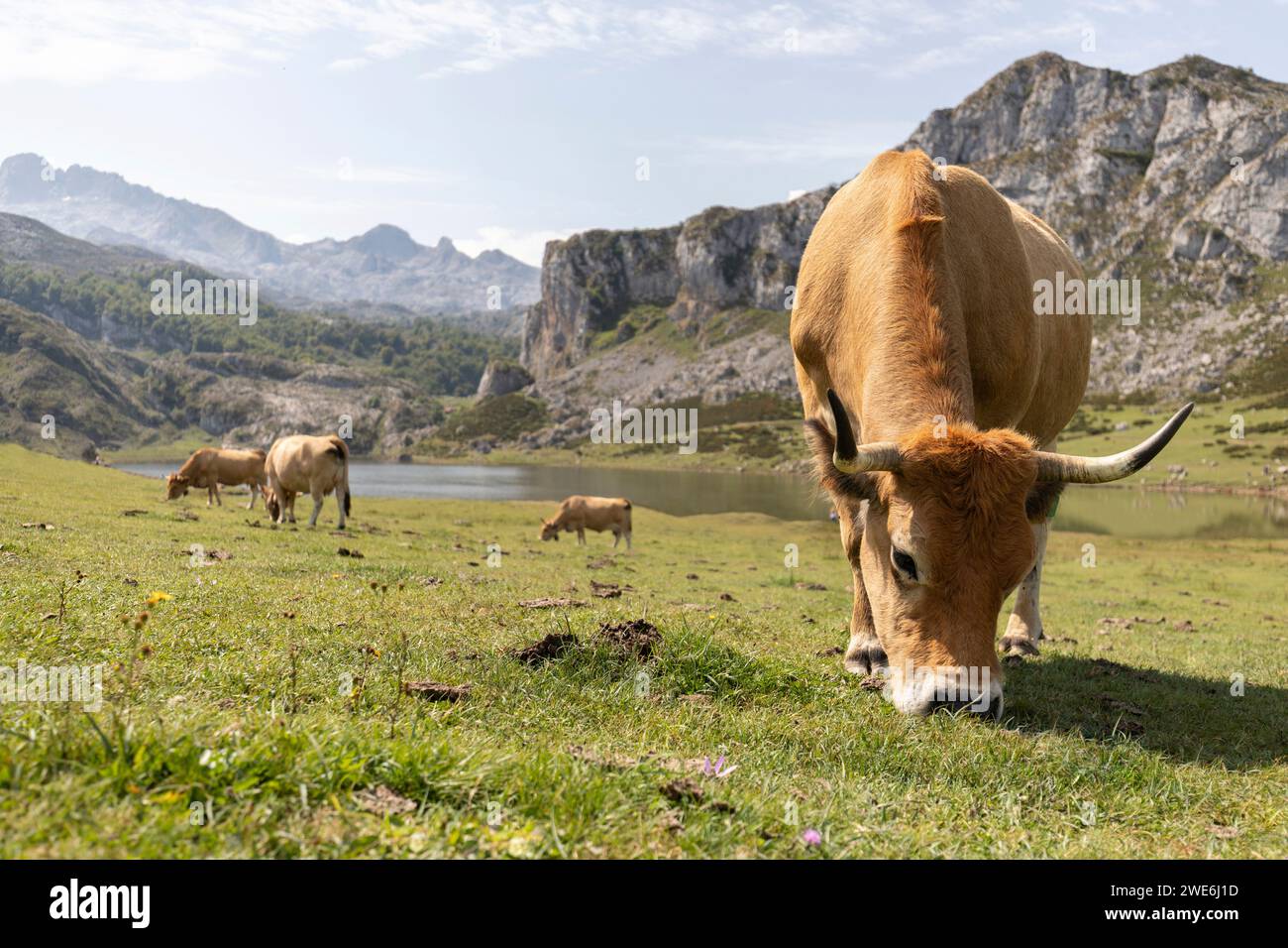 Cows grazing at meadow in Covadonga, Asturias, Spain Stock Photo