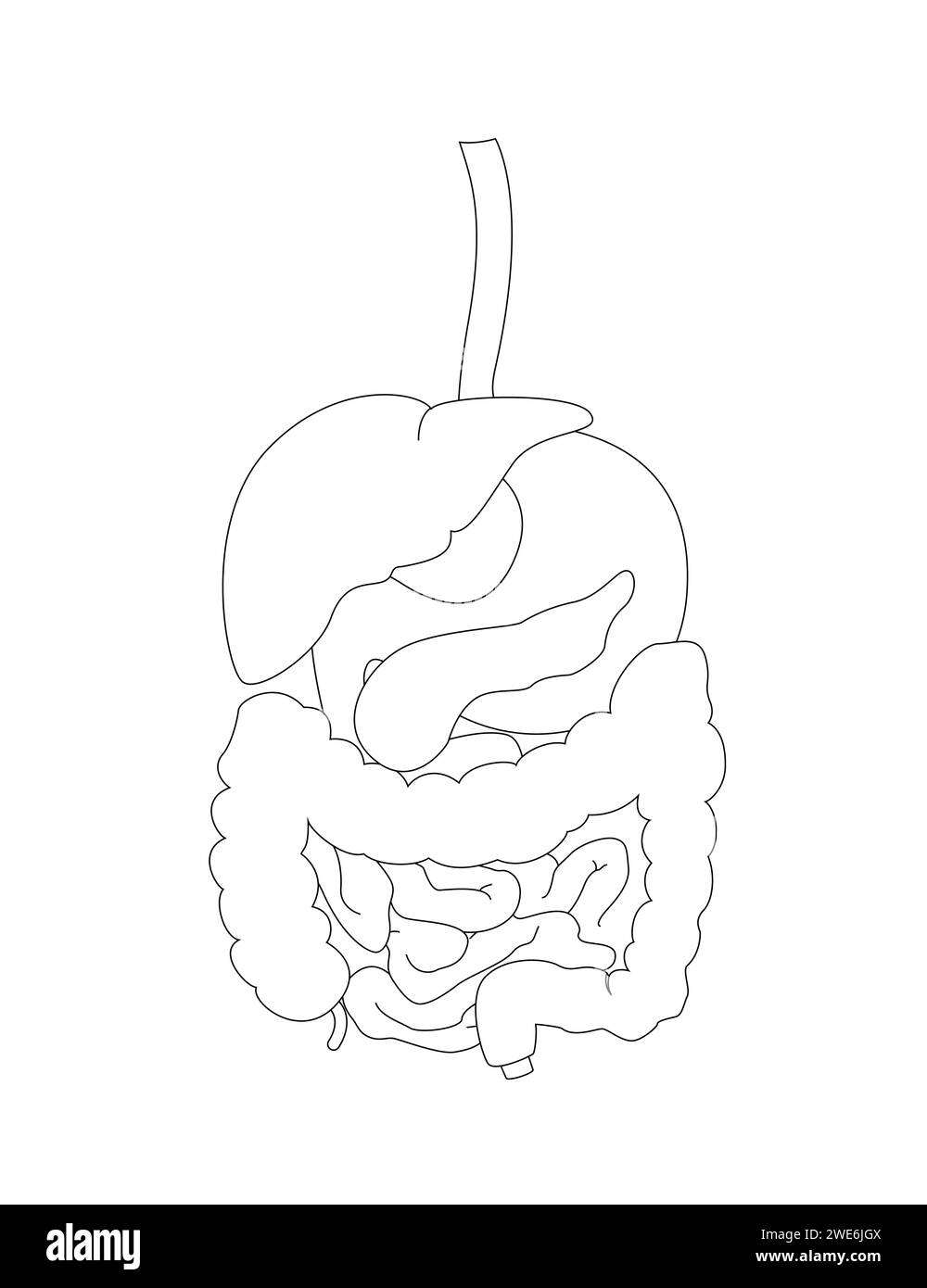 Concept of human digestive system. Outline illustration for banner