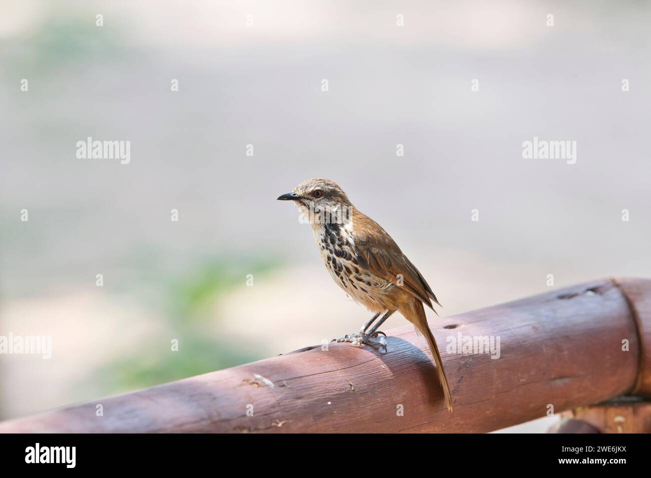 Spotted palm-thrush (Cichladusa guttata), also known as the spotted morning thrush, on a balcony Stock Photo