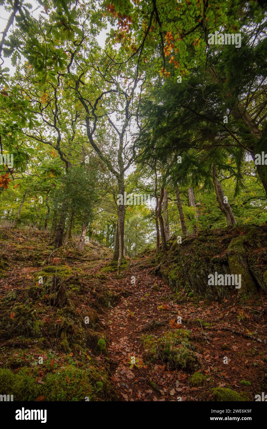 Ariundle oakwood hi-res stock photography and images - Alamy