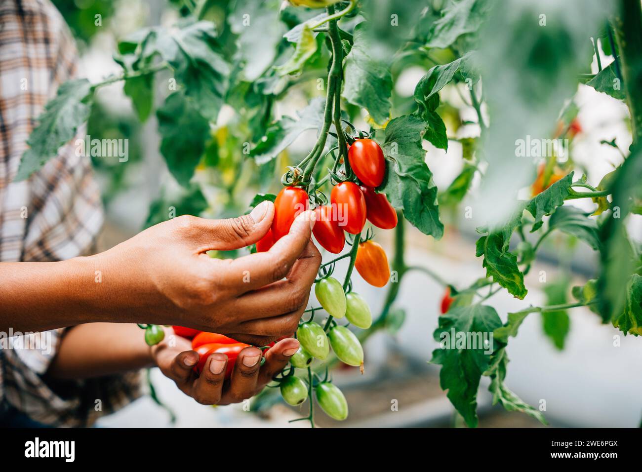 Close-up of farmer's hands holding cherry tomatoes in a greenhouse ...