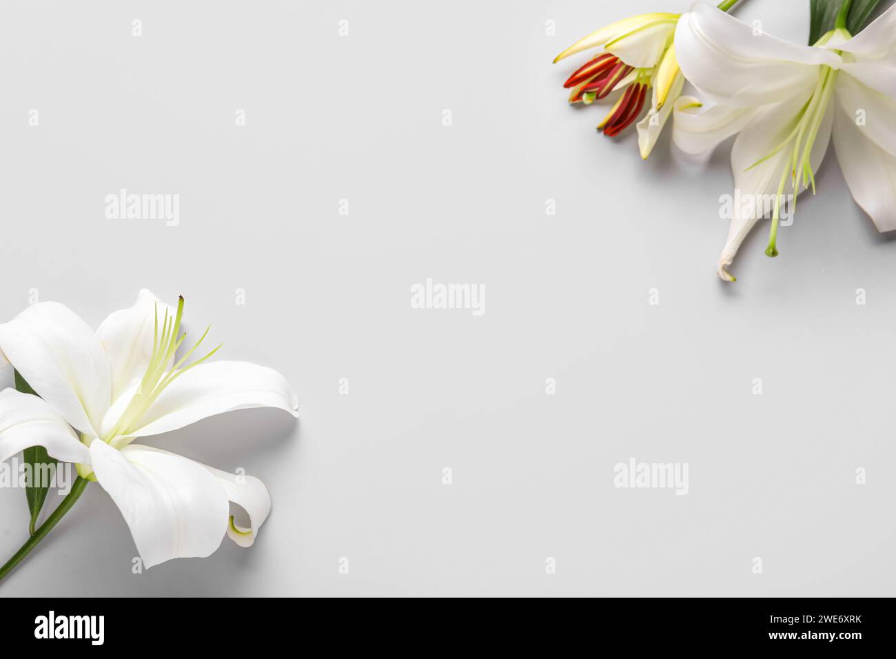 Frame made of beautiful lily flowers on grey background Stock Photo - Alamy