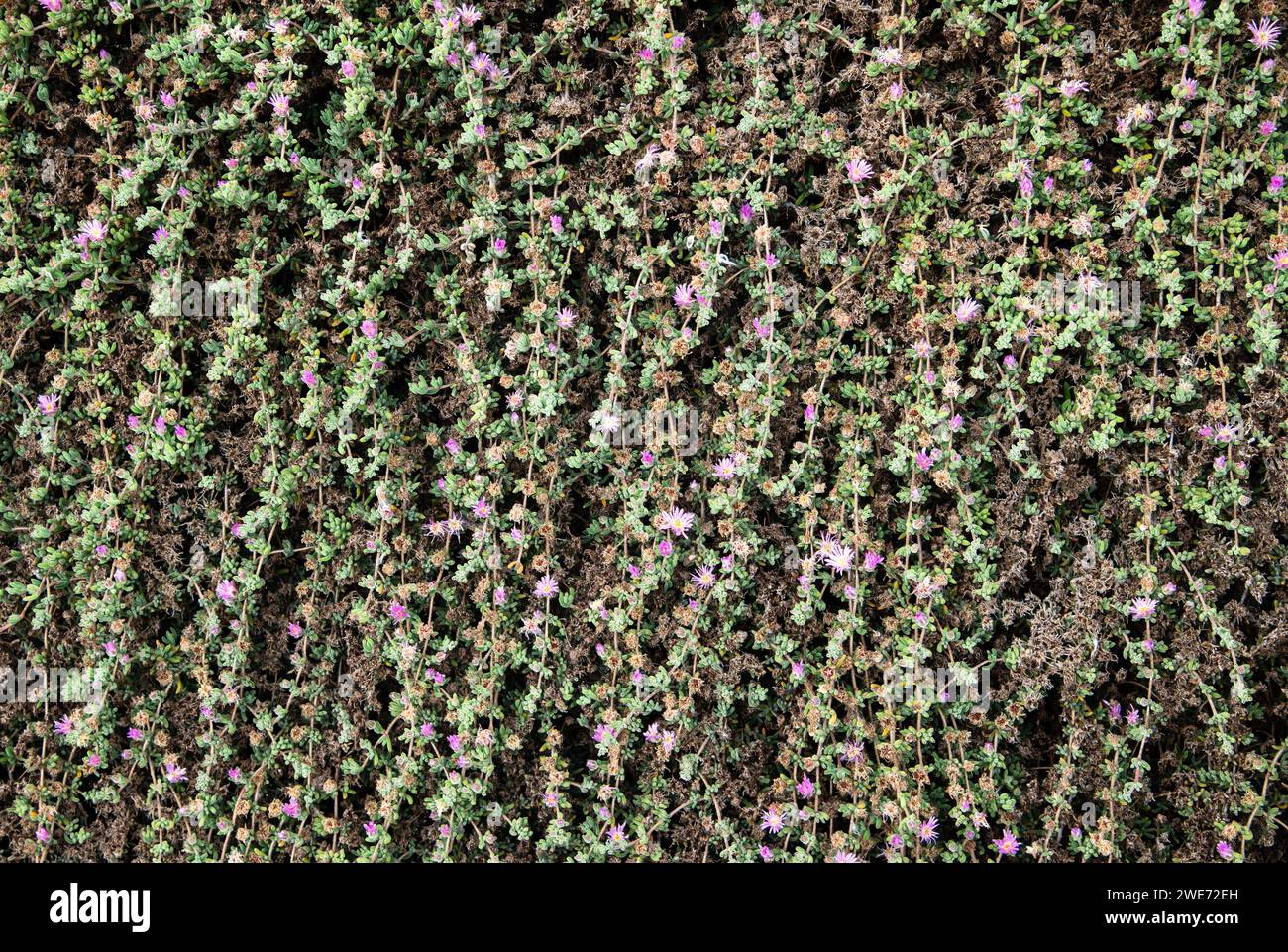 Wall of small purple climbing flowers Stock Photo