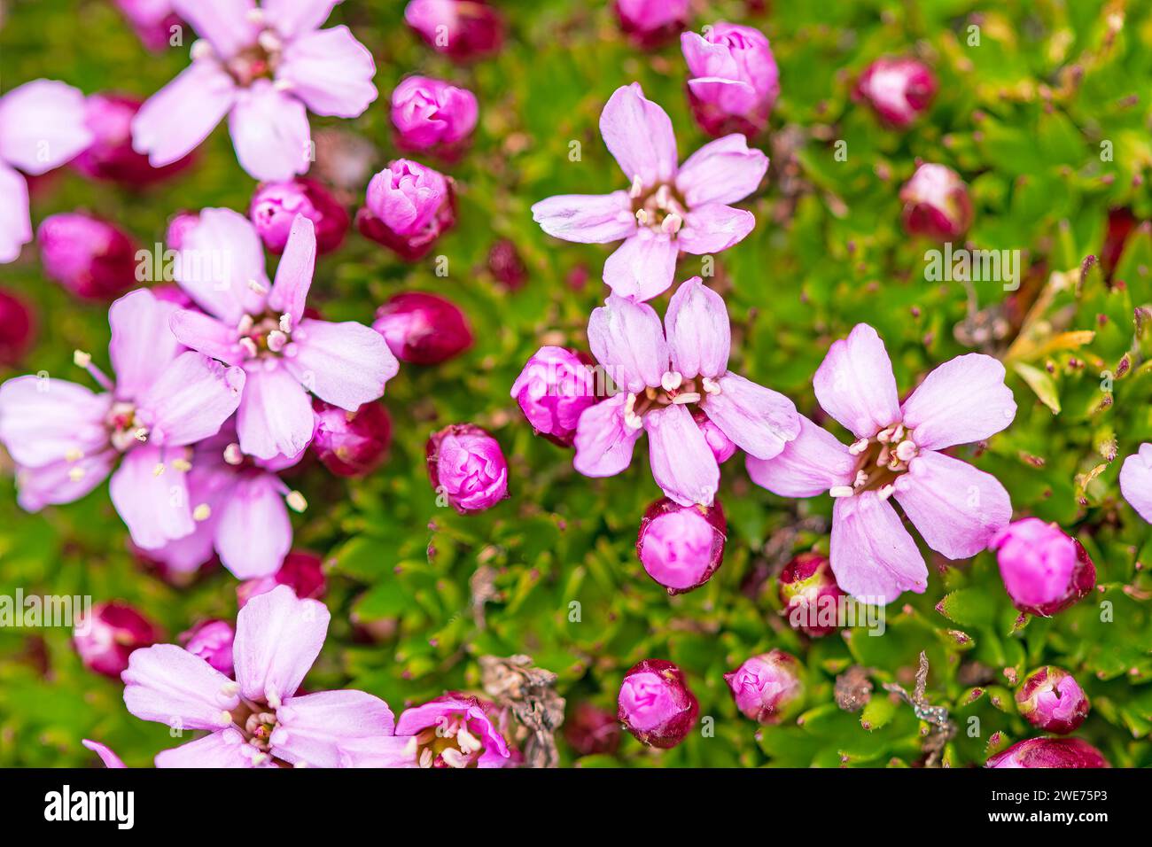 Moss Campion Blooming in the High Arctic on Worsleyneset on Spitsbergen Island in the Svalbard Islands Stock Photo