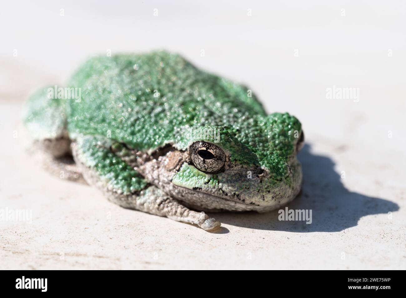Tree frog sitting in the sun Stock Photo