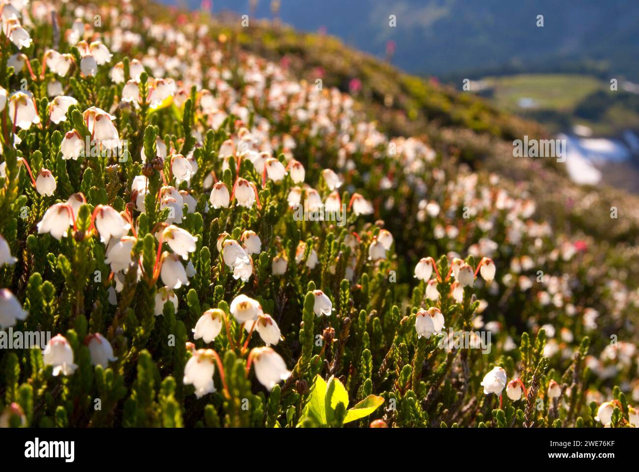 Mountain heather (Cassiope mertensiana), Mt Rainier National Park, Washington Stock Photo