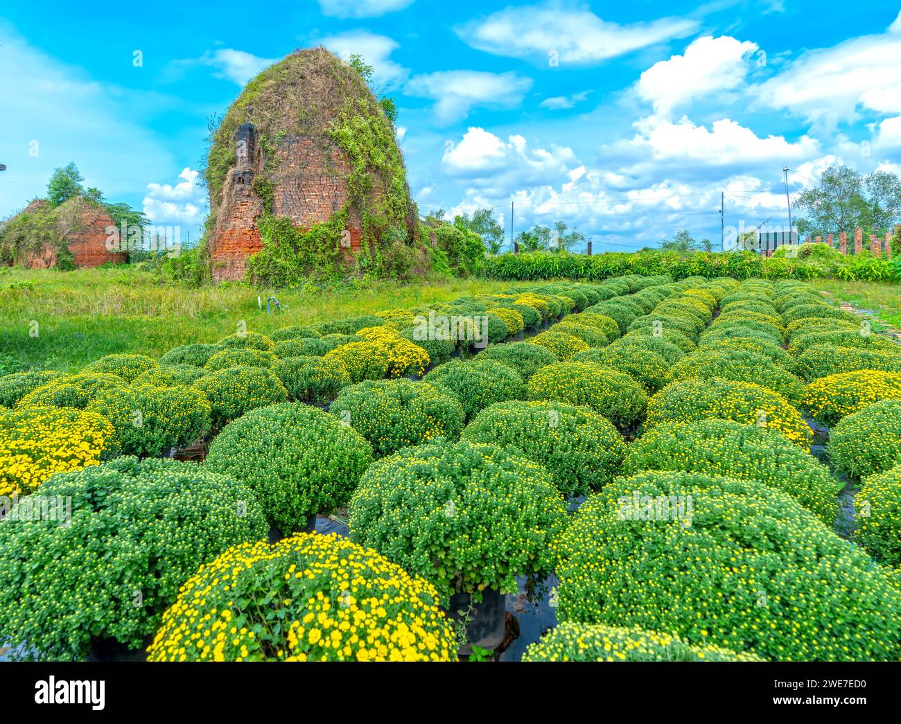 Abandoned brick kilns in the chrysanthemum garden in early spring in Phu Son, Cho Lach, Ben Tre, Vietnam. This place was once the largest flower Stock Photo