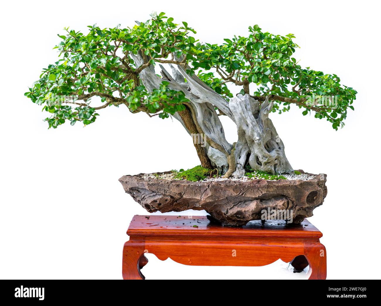 Bonsai tree isolated on white background in a pot plant with many