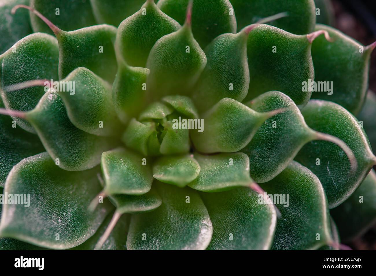 Macro of succulent cactus belonging to the family of Crassulaceae Stock Photo