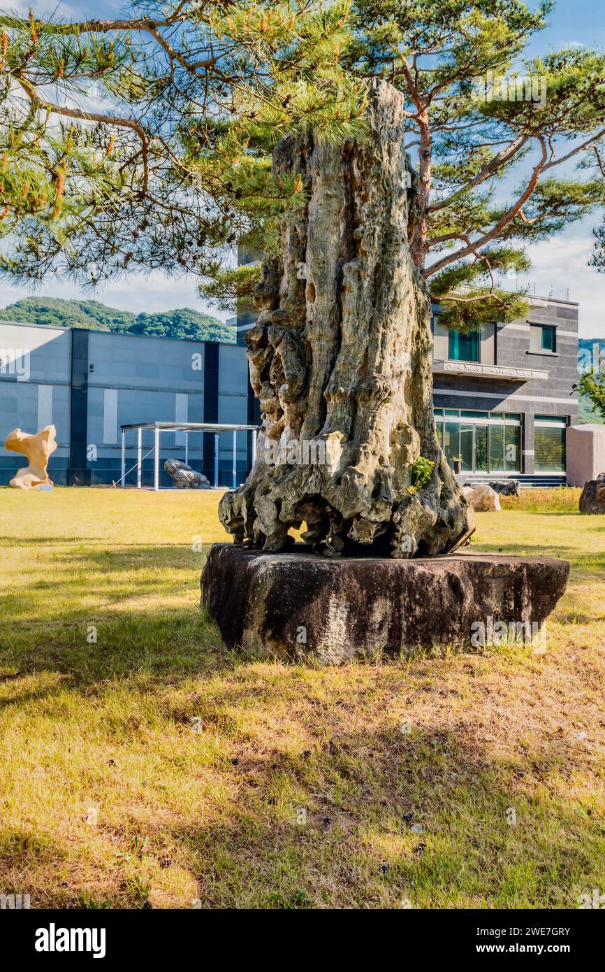 Large piece of petrified tree trunk under branches of evergreen tree in ...