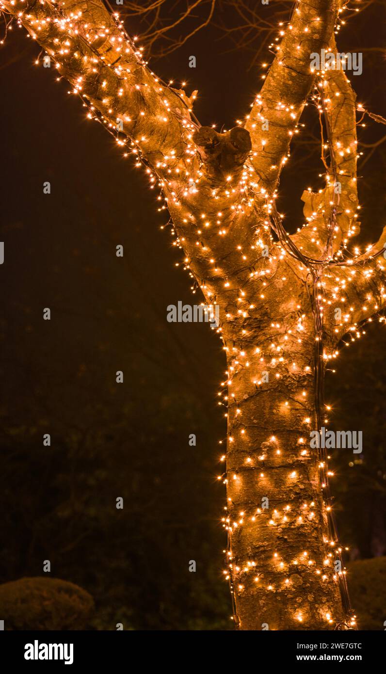 Night photo of tree covered with tiny white Christmas lights with blurred background in South