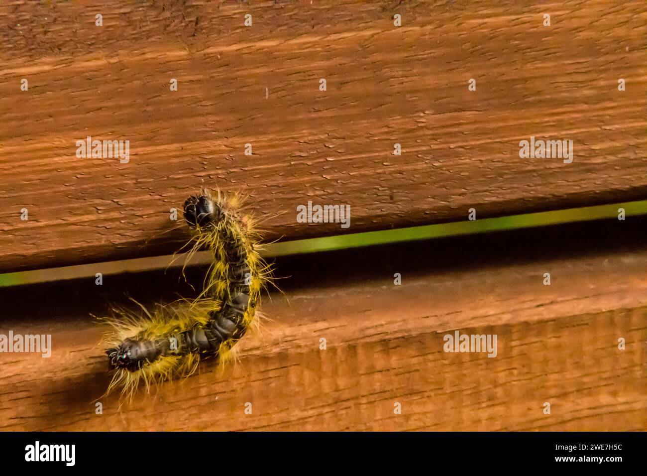 Black hairy caterpillar hi-res stock photography and images - Alamy