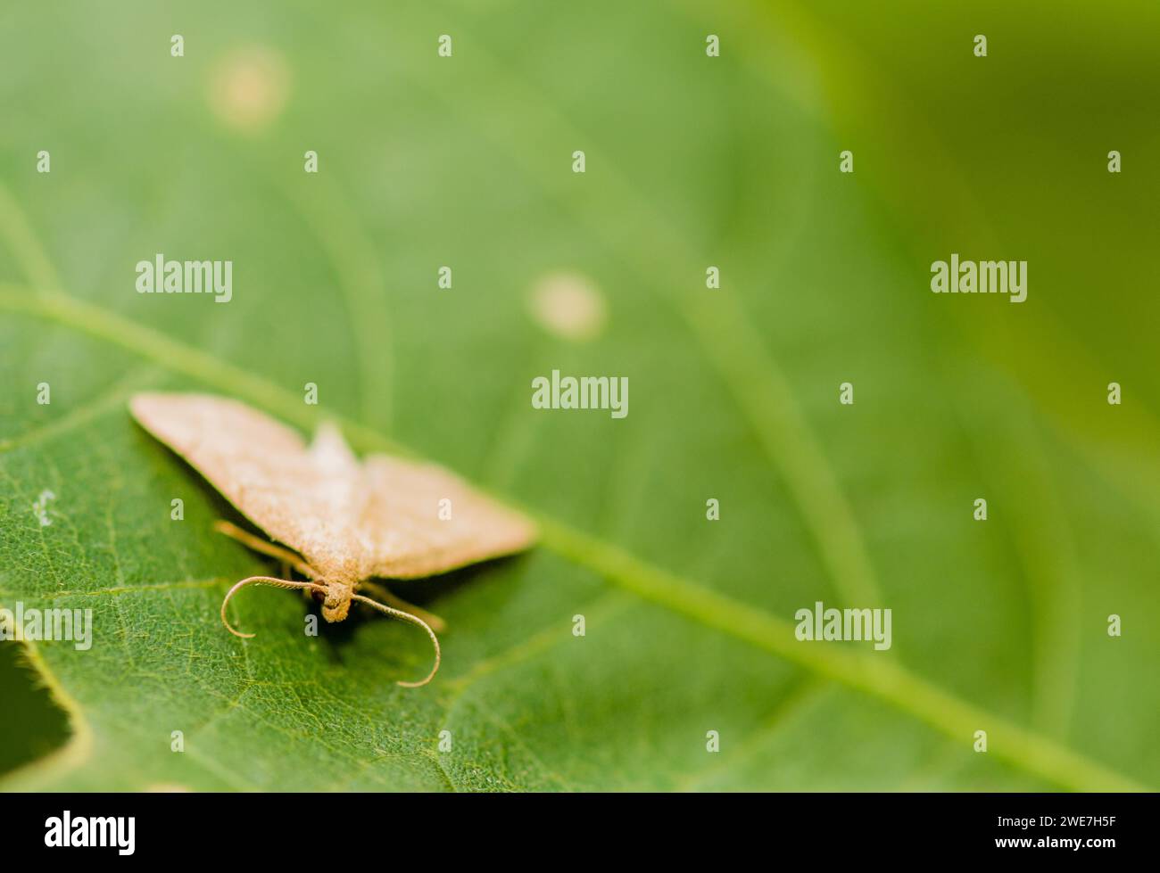 Small moth with handlebar mustache shaped antenna sitting on broad green leaf. Selective focus on facial area Stock Photo