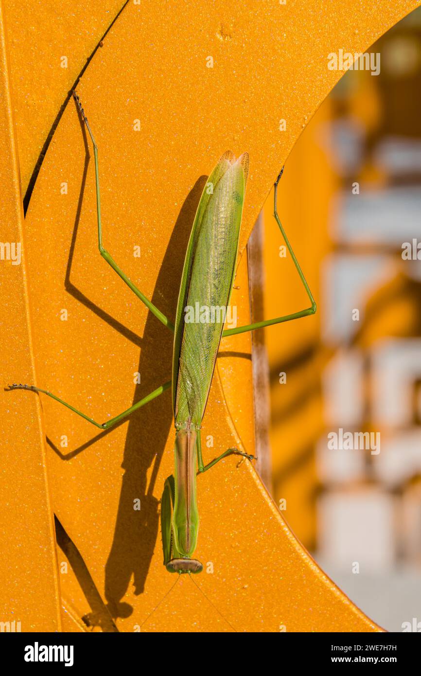 Closeup of praying mantis on orange metal structure on a sunny afternoon Stock Photo