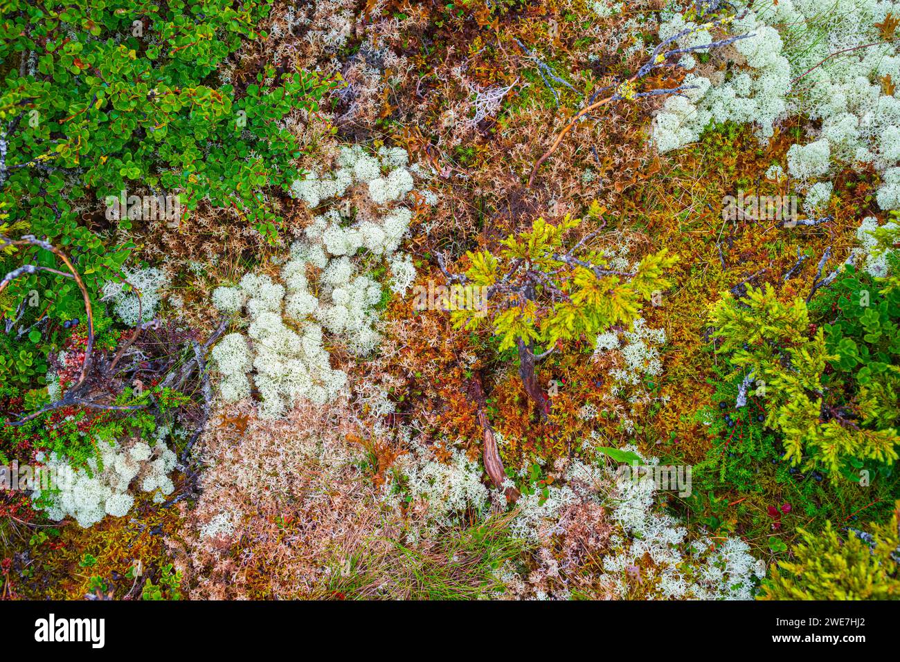 Reindeer lichen (Cladonia rangiferina), black crowberry (Empetrum nigrum), dwarf birch (Betula nana), nature photograph, Tynset, Innlandet, Norway Stock Photo