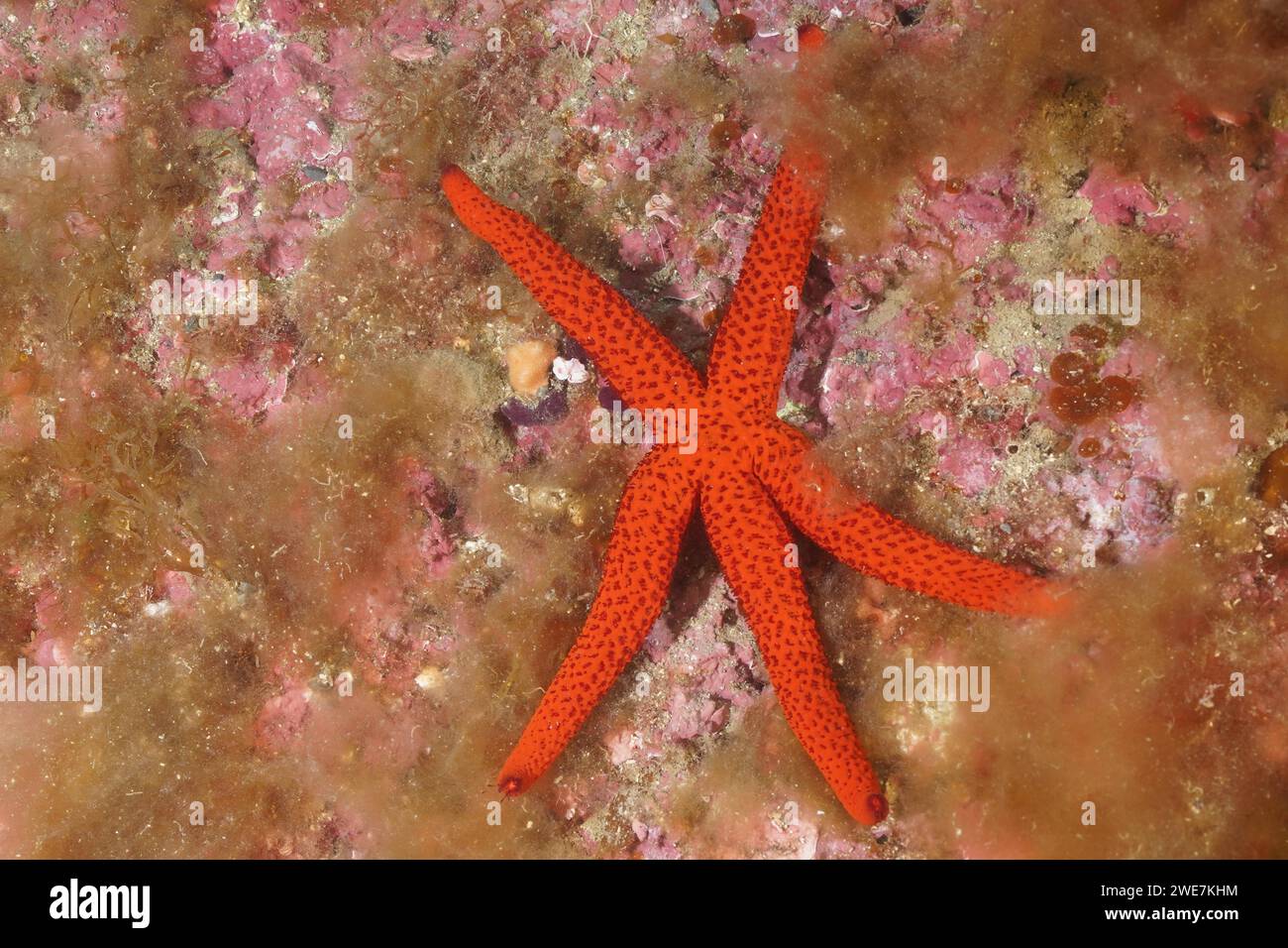 Orange starfish (Hacelia attenuata), dive site marine reserve Cap de Creus, Rosas, Costa Brava, Spain, Mediterranean Sea Stock Photo
