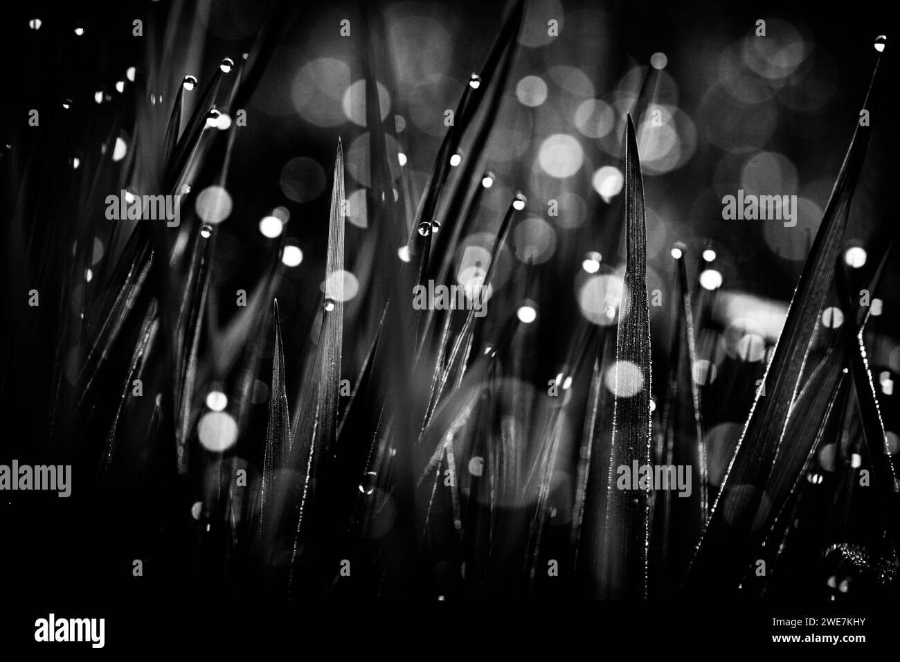 Dew in grass Black and White Stock Photos & Images - Alamy
