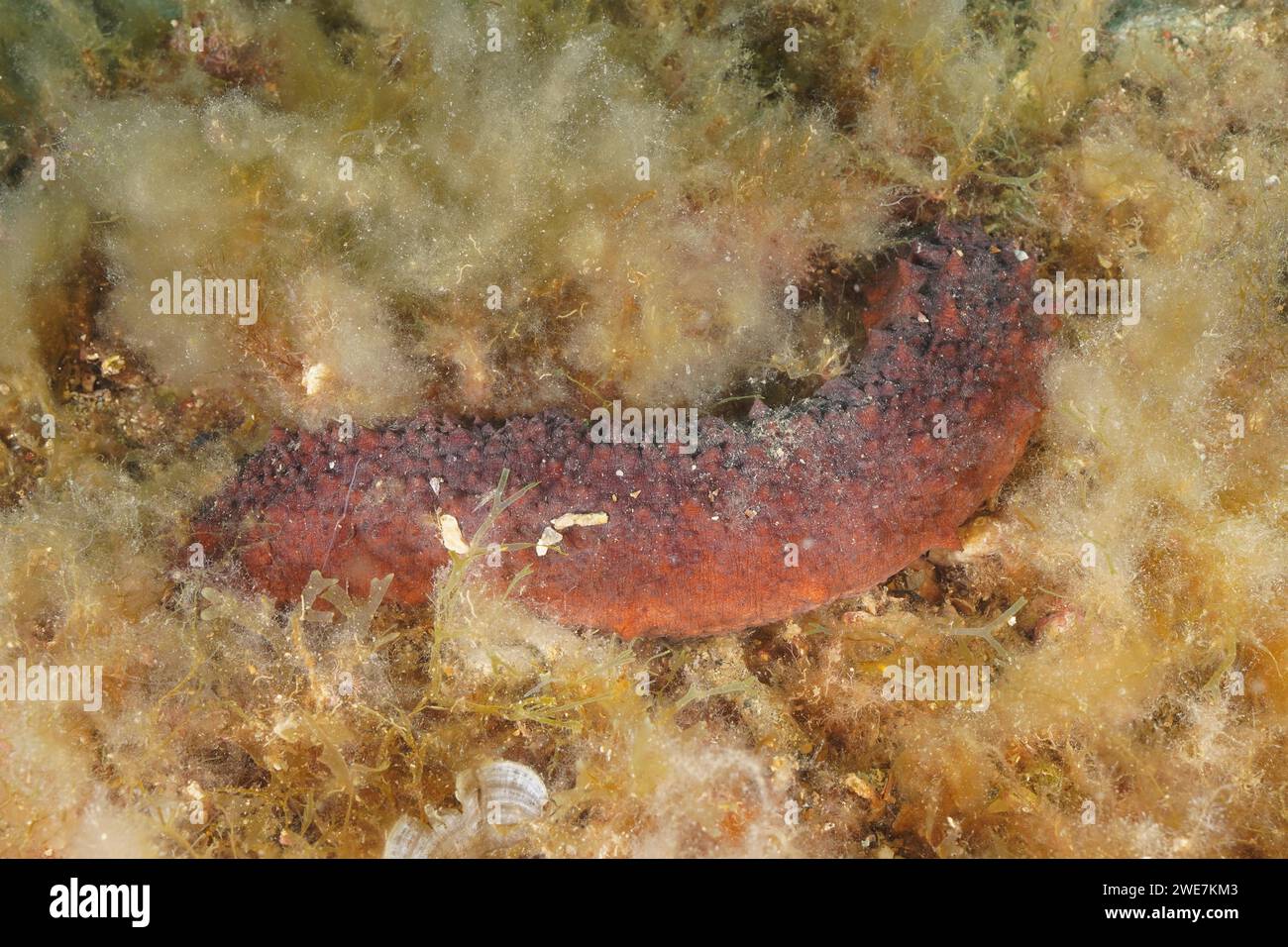 Variable sea cucumber (Holothuria forskali), dive site marine reserve Cap de Creus, Rosas, Costa Brava, Spain, Mediterranean Sea Stock Photo