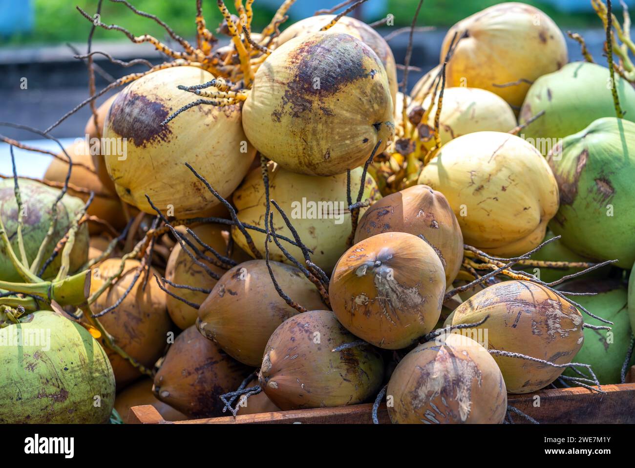 Coconuts are sold in the market. Nutritious drink rich in vitamins and